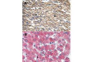 Immunohistochemical staining (Formalin-fixed paraffin-embedded sections) of human heart (A) and human liver (B) with DBP polyclonal antibody . (DBP Antikörper  (Internal Region))