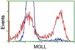 HEK293T cells transfected with either RC218358 overexpress plasmid (Red) or empty vector control plasmid (Blue) were immunostained by anti-MGLL antibody (ABIN2454596), and then analyzed by flow cytometry. (MGLL Antikörper)