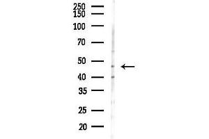 anti-ARP3 Actin-Related Protein 3 (ACTR3) (C-Term) antibody