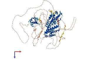 RFX1 Protein (AA 1-979) (His tag)