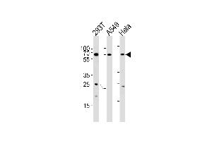 Western blot analysis in 293T,A549,Hela cell line lysates (35ug/lane). (HSF2 Antikörper  (AA 216-245))