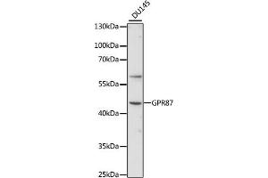 Western blot analysis of extracts of DU145 cells, using GPR87 antibody (ABIN7267313) at 1:1000 dilution. (GPR87 Antikörper  (AA 250-350))