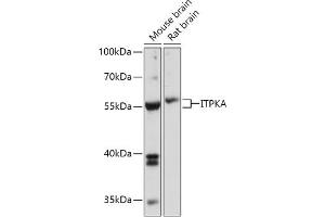 Western blot analysis of extracts of various cell lines, using ITPKA antibody (ABIN7267885) at 1:1000 dilution. (ITPKA Antikörper  (AA 141-461))