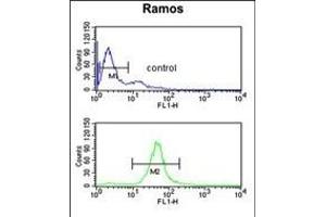 B3GALT6 Antibody (C-term) (ABIN651201 and ABIN2840128) flow cytometric analysis of Ramos cells (bottom histogram) compared to a negative control cell (top histogram). (B3GALT6 Antikörper  (C-Term))