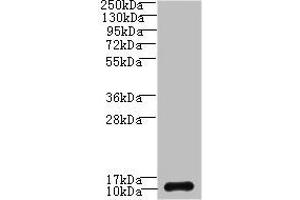 Western blot All lanes: SH3BGRL3 antibody at 0. (SH3BGRL3 Antikörper  (AA 2-93))