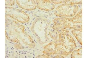 Immunohistochemistry of paraffin-embedded human kidney tissue using ABIN7170164 at dilution of 1:100 (SLC22A8 Antikörper  (AA 473-542))
