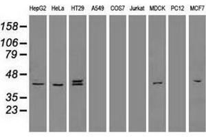Western blot analysis of extracts (35 µg) from 9 different cell lines by using anti-KRT19 monoclonal antibody. (Cytokeratin 19 Antikörper  (AA 240-390))