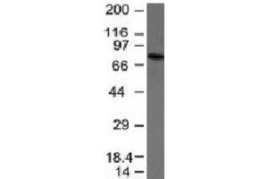 Western blot analysis of anti-IgM antibody and Raji cell lysate. (Maus anti-Human IgM Antikörper)