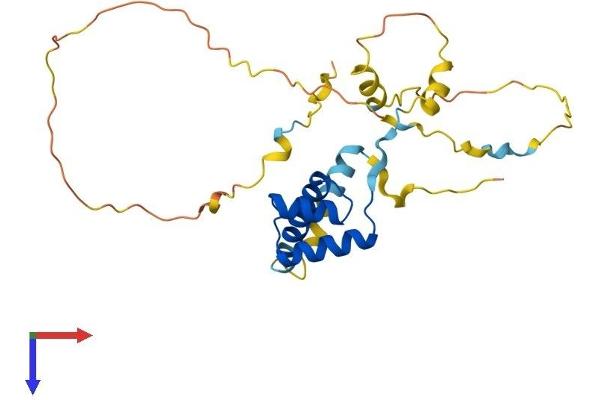 EMX2 Protein (AA 1-253) (His tag)