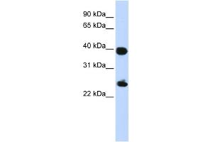 WB Suggested Anti-H2AFY Antibody Titration: 0. (H2AFY Antikörper  (Middle Region))