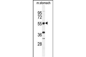 Western blot analysis of TOX3 Antibody in mouse stomach tissue lysates (35ug/lane) (TOX3 Antikörper  (AA 214-242))