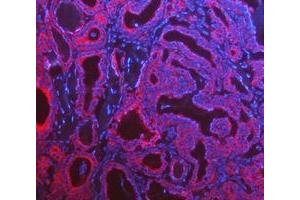 IF analysis of Cytokeratin 8/KRT8 using anti-Cytokeratin 8/KRT8 antibody (ABIN5518853). (KRT8 Antikörper  (AA 107-325))