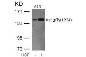 Western blot analysis of extracts from A431 cells untreated or treated with HGF using Met(Phospho-Tyr1234) Antibody. (c-MET Antikörper  (pTyr1234))
