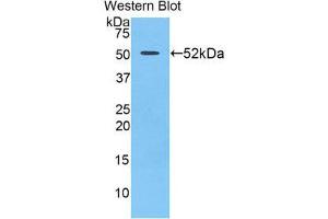 Western Blotting (WB) image for anti-Uracil phosphoribosyltransferase (FUR1) Homolog (UPRT) (AA 75-297) antibody (ABIN1860911)