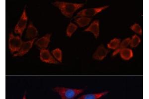 Immunofluorescence (IF) image for anti-Heme Oxygenase (Decycling) 1 (HMOX1) antibody (ABIN7257012)