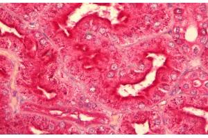ABIN625823 (5µg/ml) staining of paraffin embedded Human Kidney. (GNAQ Antikörper  (AA 162-175))