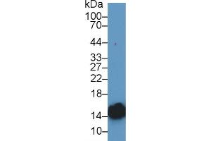 Western Blotting (WB) image for anti-Fatty Acid Binding Protein 3, Muscle and Heart (FABP3) (AA 1-133) antibody (ABIN7433315)