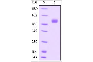 Human Gremlin / GREM1, Fc Tag on SDS-PAGE under reducing (R) condition. (GREM1 Protein (AA 25-184) (Fc Tag))