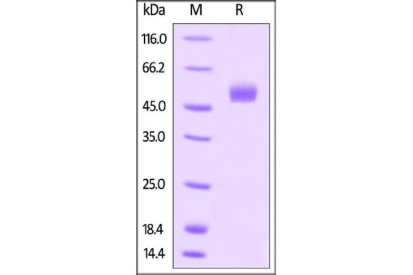 GREM1 Protein (AA 25-184) (Fc Tag)