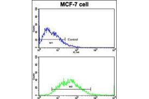 Flow cytometric analysis of MCF-7 cells using CDH9 Antibody (bottom histogram) compared to a negative control cell (top histogram).