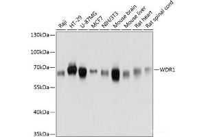 Western blot analysis of extracts of various cell lines using WDR1 Polyclonal Antibody at dilution of 1:3000. (WDR1 Antikörper)