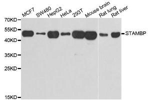 Western blot analysis of extracts of various cell lines, using STAMBP antibody. (STAMBP Antikörper  (AA 100-270))