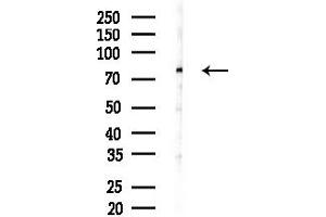 Western blot analysis of lysates from Mouse testis, using MUM1 Antibody at 1/1000 dilution.