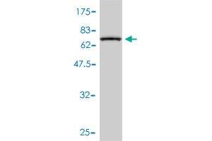 Western Blotting (WB) image for anti-Signal Transducing Adaptor Molecule (SH3 Domain and ITAM Motif) 1 (STAM) (AA 1-403) antibody (ABIN563521)