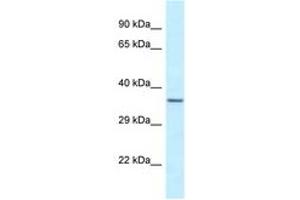Image no. 1 for anti-Exosome Component 9 (EXOSC9) (N-Term) antibody (ABIN6747690) (EXOSC9 Antikörper  (N-Term))