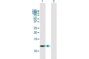 Western Blot analysis of PI3 expression in transfected 293T cell line by PI3 MaxPab polyclonal antibody. (PI3 Antikörper  (AA 1-117))