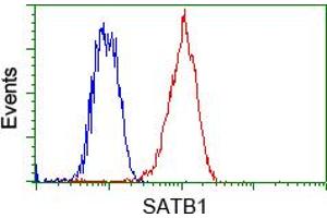 Image no. 5 for anti-SATB Homeobox 1 (SATB1) antibody (ABIN1500813) (SATB1 Antikörper)