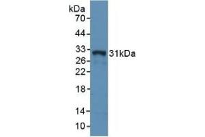 Detection of Recombinant MHCDRa, Rabbit using Polyclonal Antibody to HLA Class II Histocompatibility Antigen, DR Alpha Chain (HLA-DRA) (HLA-DRA Antikörper  (AA 26-221))