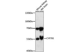 Western blot analysis of extracts of various cells, using CYP7B1 antibody (ABIN7266660) at 1:1000 dilution. (CYP7B1 Antikörper  (AA 200-300))