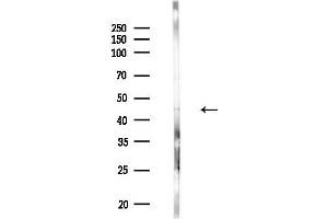 Western blot analysis of lysates from Mouse testis, using BHMT Antibody at 1/1000 dilution.