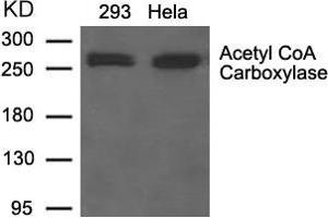 Western blot analysis of extracts from 293 and Hela cells using Acetyl CoA Carboxylase Antibody. (Acetyl-CoA Carboxylase alpha Antikörper  (AA 78-82))