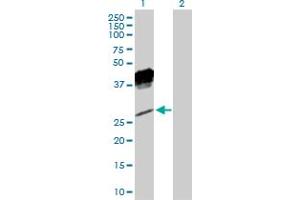 Western Blot analysis of KLRC1 expression in transfected 293T cell line by KLRC1 MaxPab polyclonal antibody.
