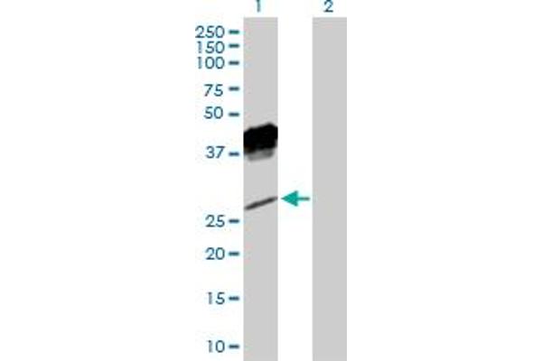 KLRC1 antibody  (AA 1-233)