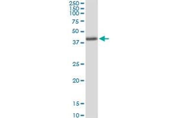 Aminomethyltransferase Antikörper  (AA 1-289)