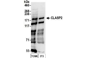 Western Blotting (WB) image for anti-Cytoplasmic Linker Associated Protein 2 (CLASP2) (AA 1025-1075) antibody (ABIN7450125) (CLASP2 Antikörper  (AA 1025-1075))