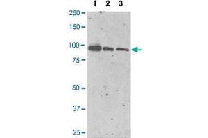 Immunostaining of a fragment of human FOLH1 (amino acids 44-750) produced in S2 cells on Western blot by FOLH1 monoclonal antibody, clone GCP-04 . (PSMA Antikörper  (AA 44-750))