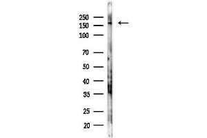 anti-Complement Component 3 (C3) antibody