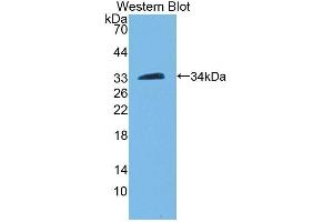 PAM anticorps  (AA 21-288)