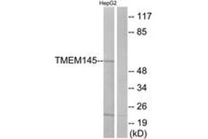Western blot analysis of extracts from HepG2 cells, using TMEM145 Antibody. (TMEM145 Antikörper  (AA 58-107))