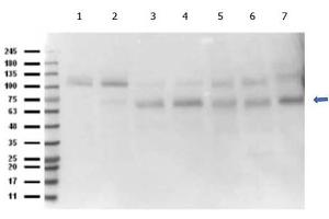 Western Blot of Rabbit anti-Abi1 antibody. (ABI1 Antikörper  (C-Term))