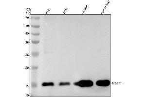 Western blot analysis of MGST1 using anti-MGST1 antibody (ABIN7605553).