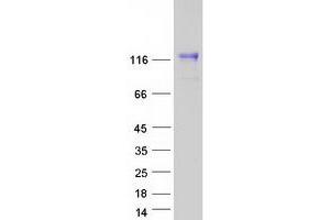 Validation with Western Blot (Neuroligin 4 Protein (NLGN4) (Transcript Variant 2) (Myc-DYKDDDDK Tag))