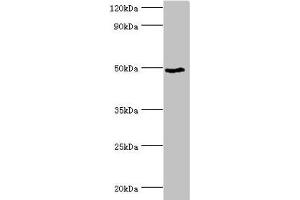 Western blot All lanes: BANP antibody at 6 μg/mL + HepG2 whole cell lysate Secondary Goat polyclonal to rabbit IgG at 1/10000 dilution Predicted band size: 57, 52, 49, 54, 55, 51, 56 kDa Observed band size: 49 kDa (BANP Antikörper  (AA 1-260))