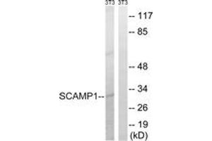 Western blot analysis of extracts from NIH-3T3 cells, using SCAMP1 Antibody.