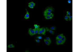 Immunofluorescence staining of HepG2 cells with ABIN7167660 at 1:130, counter-stained with DAPI.