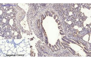 Immunohistochemical analysis of paraffin-embedded rat lung tissue. (MYD88 Antikörper  (Internal Region))
